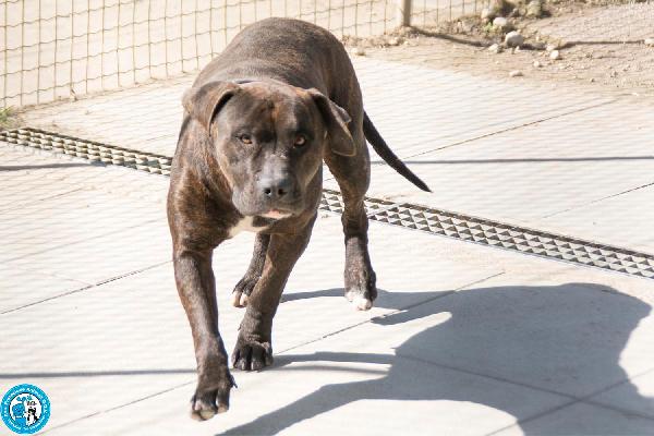 Chanel: non è un accessorio, è una scelta per sempre Foto 4